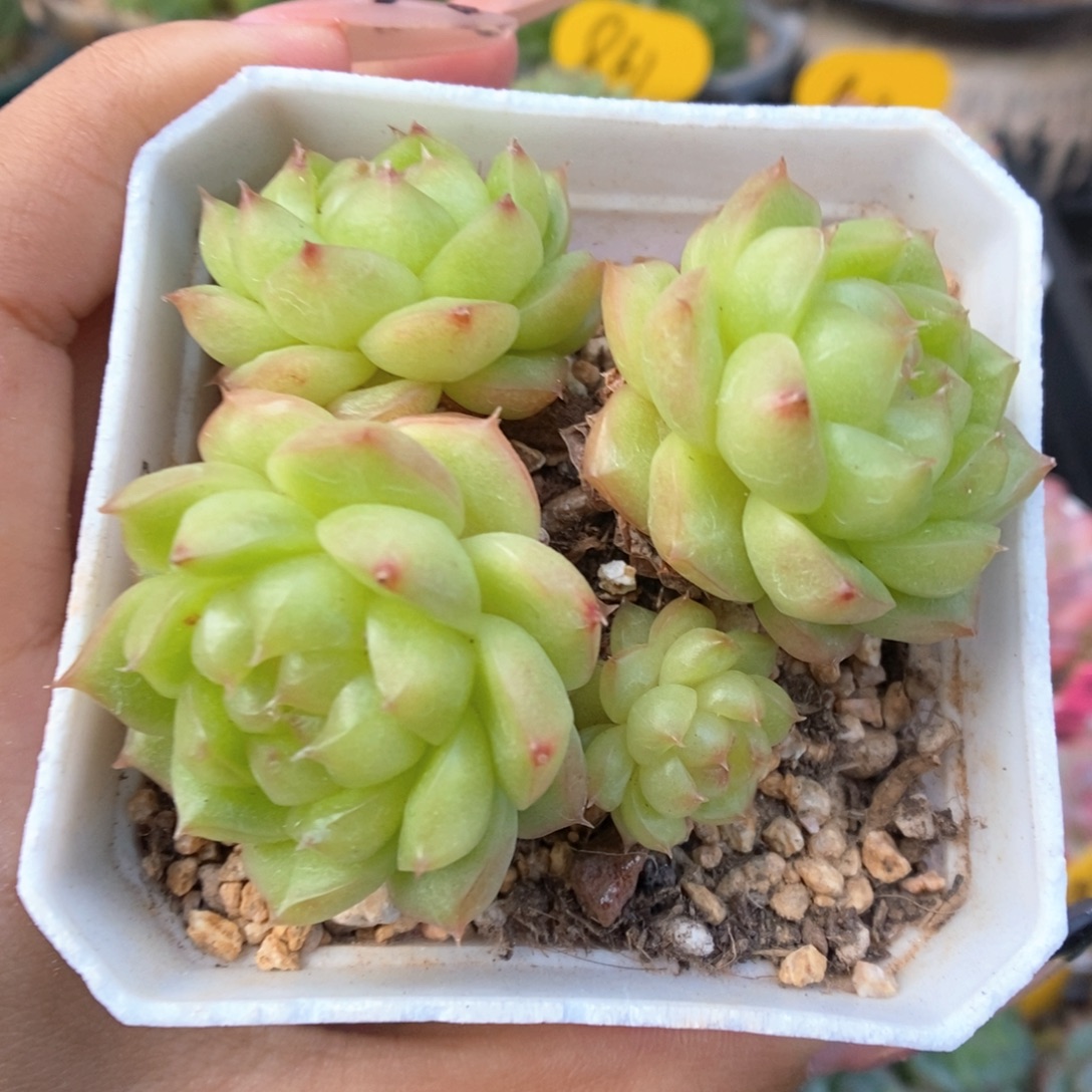 灯泡珍妮可拍810号