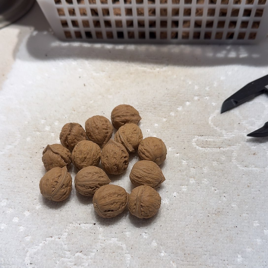 核桃手串/手链7号边19肚19高20