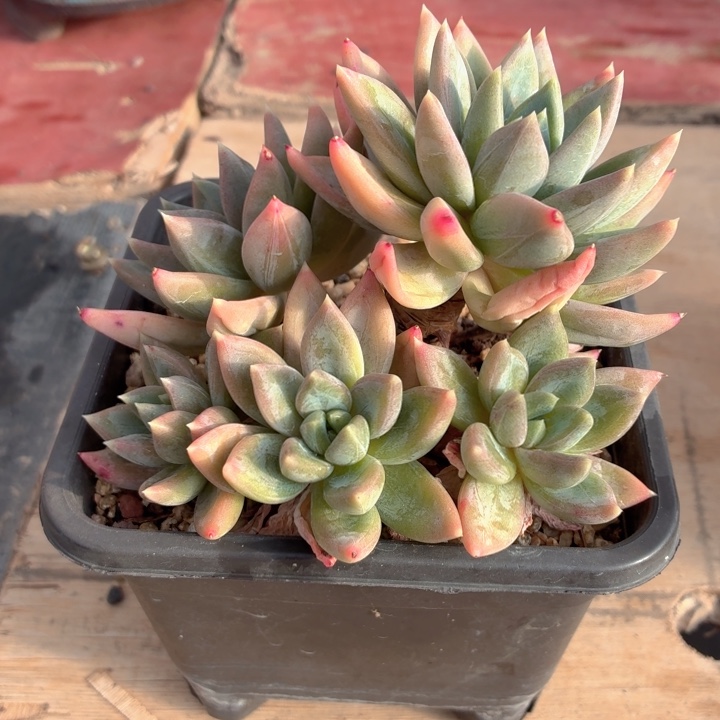 多肉植物 红蛋一物拍-4
