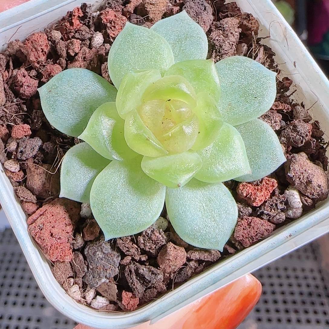 1028--471碧琉璃一物一拍