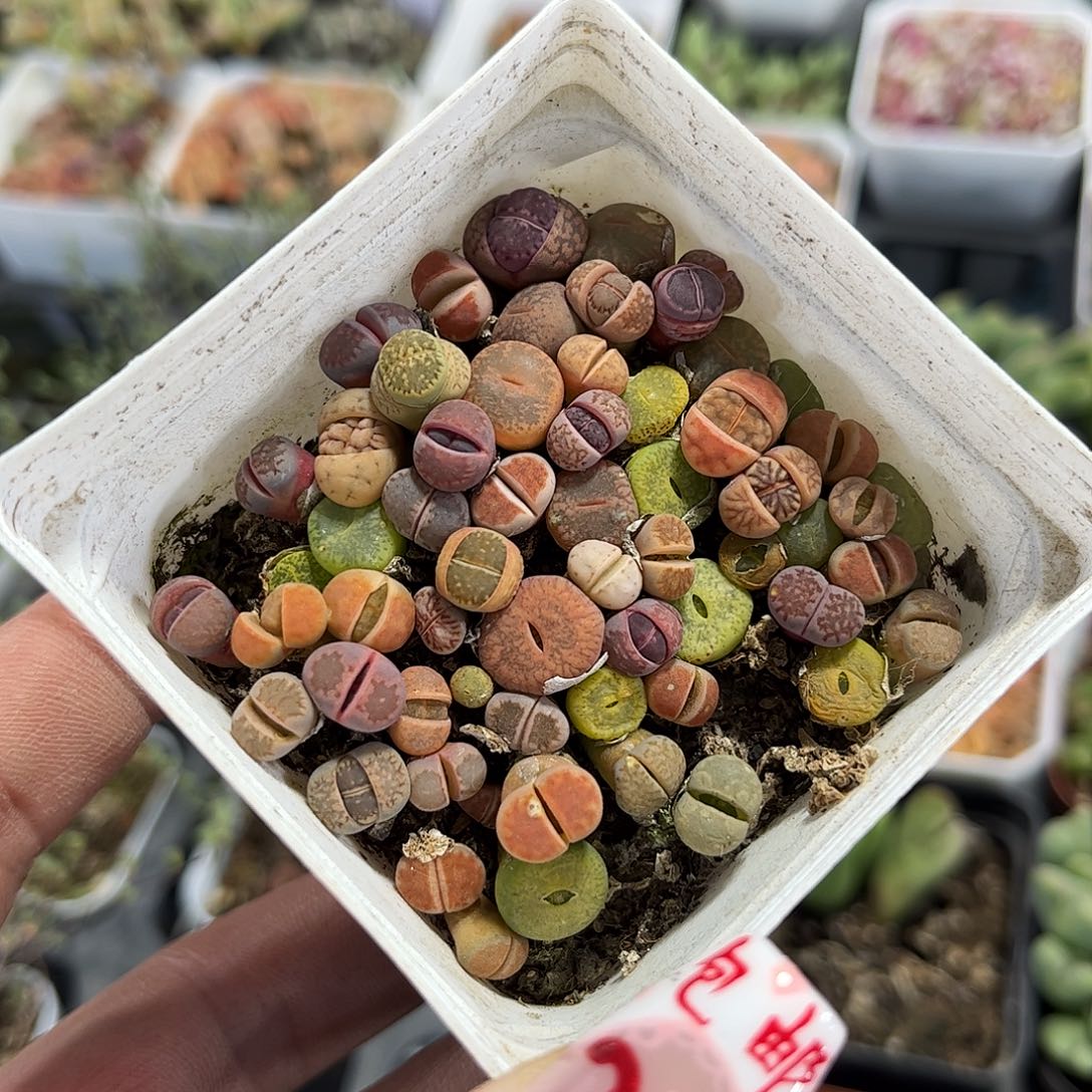 生石花单头发货有根