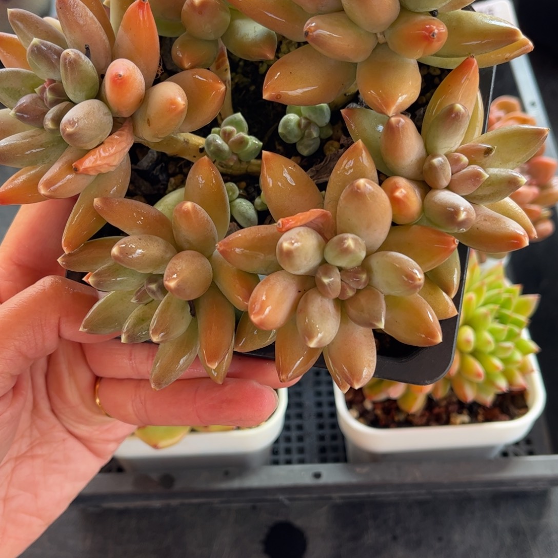 多肉植物0422 满30包邮