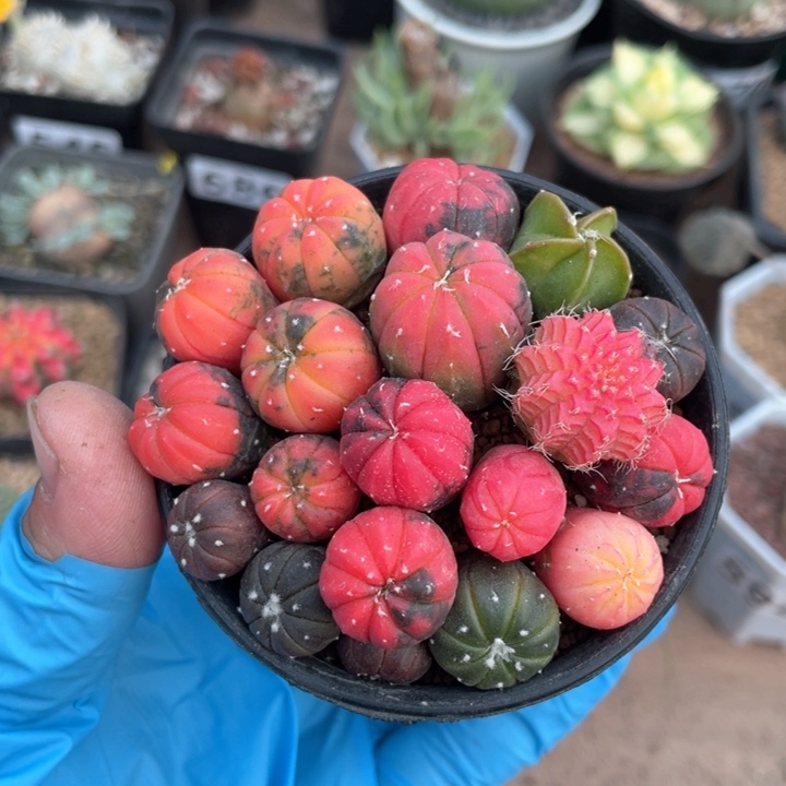 304实生糖果兜锦一盆