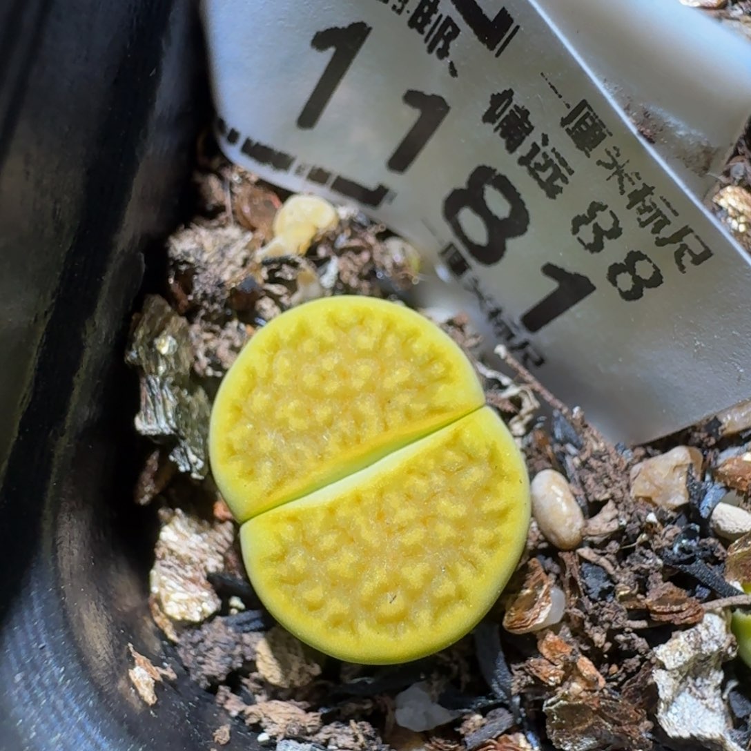 zzzz精品生石花1181