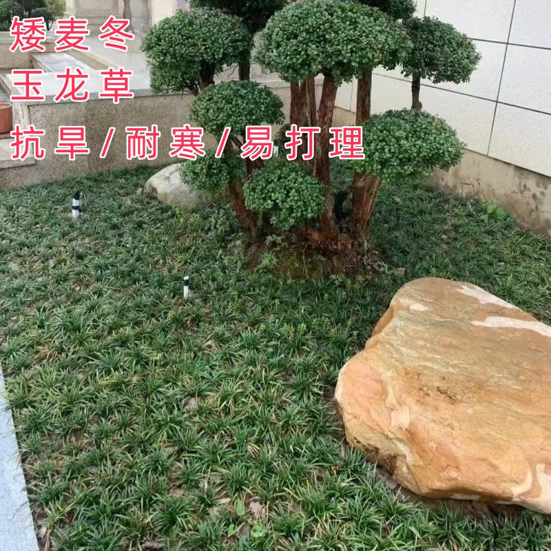 耐寒矮麦冬绿化苗木玉龙草景观沿阶草四季常青麦冬草植物飞蓬草