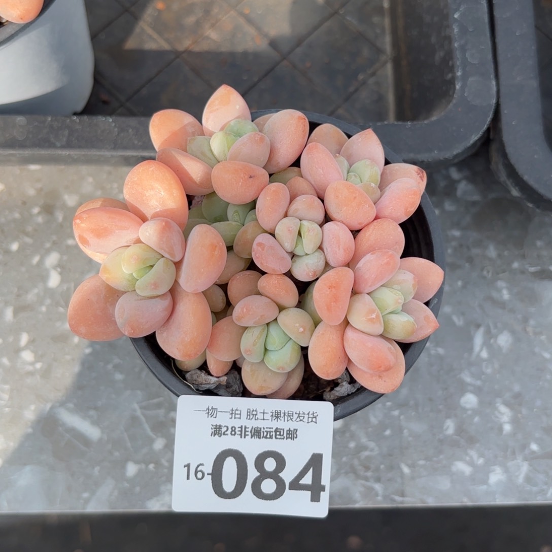 橘子洛神老桩多肉