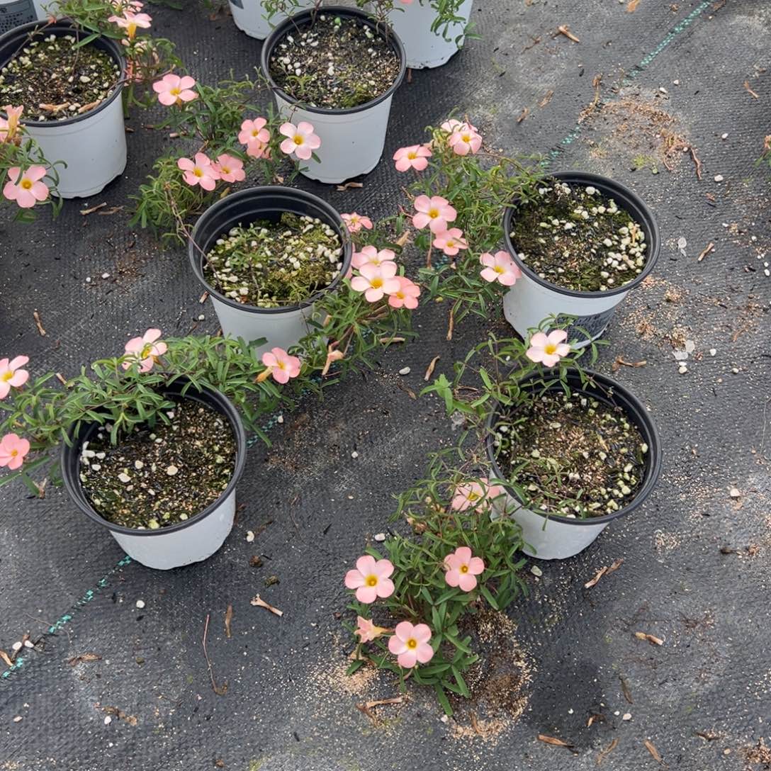 完全开放月晕盆栽苗一盆（小一点）