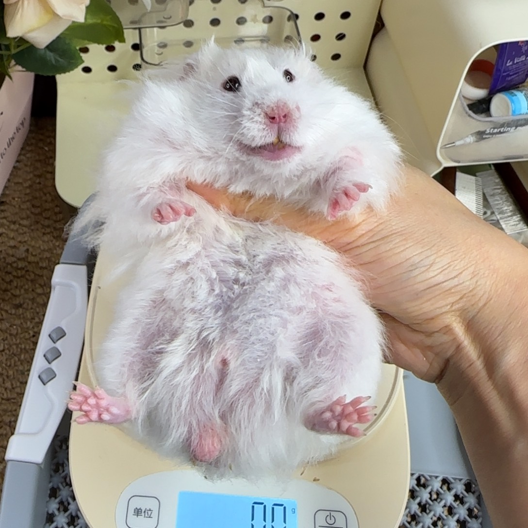 蜜波弟弟172g6.18