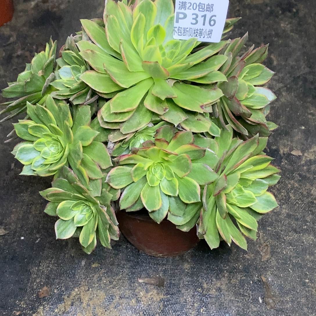 314黄金万两多肉