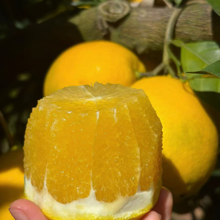 正宗赣南脐橙 香甜多汁橙香味浓新鲜水果原产地果园现摘现发