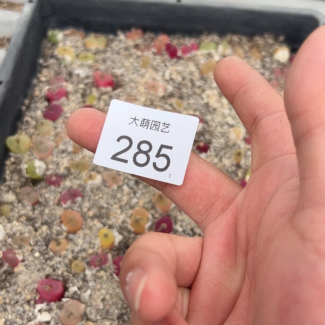 0000285 清框脱土发无售后……