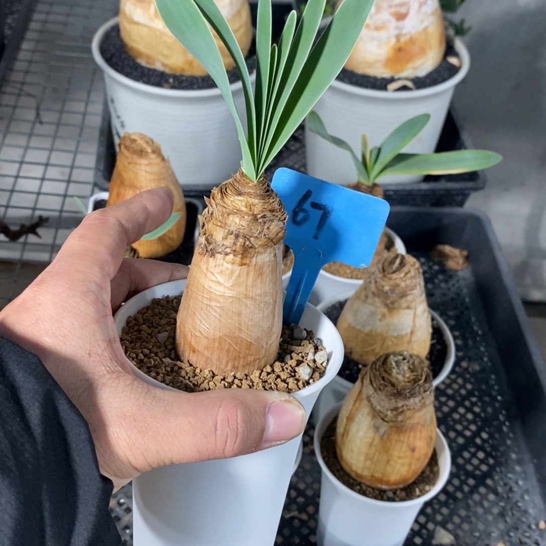 小***哥巨凤之卵多肉植物