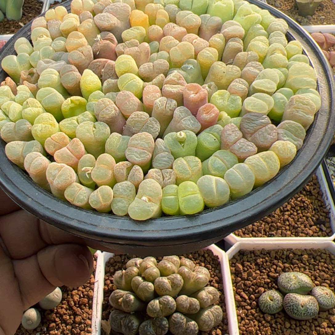 大家过年好22627