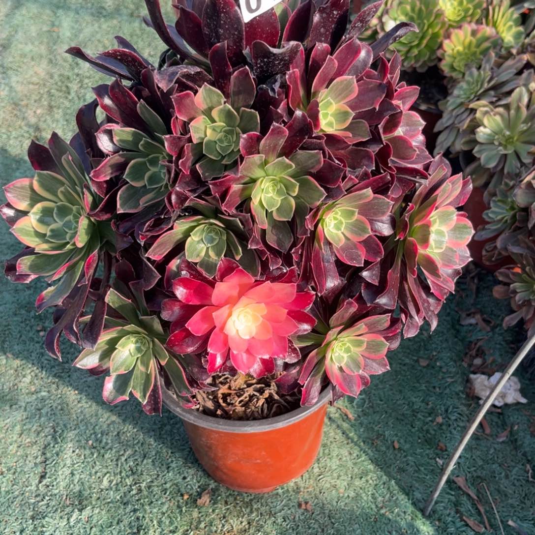 017金丝雀多肉植物