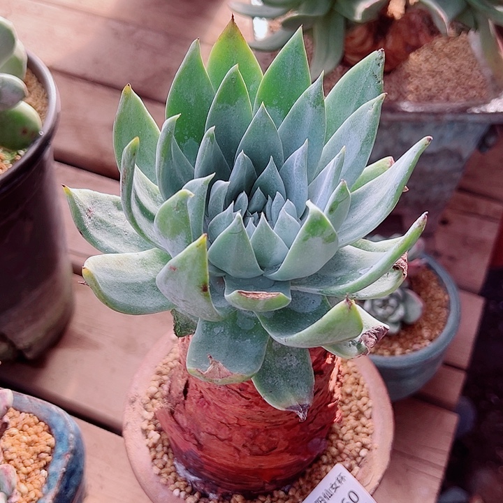 6460绿雪山仙女杯多肉