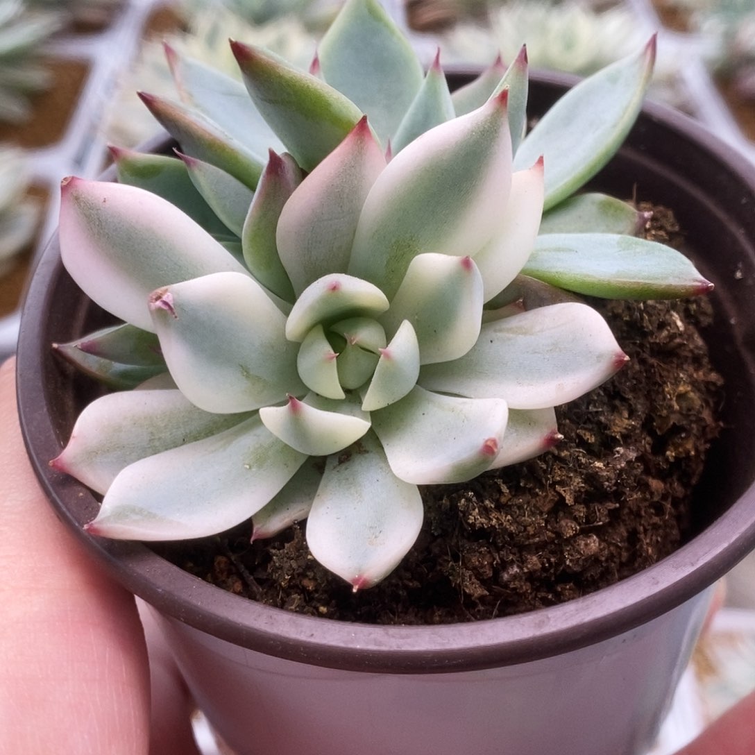 151锦锦锦锦锦锦锦锦锦