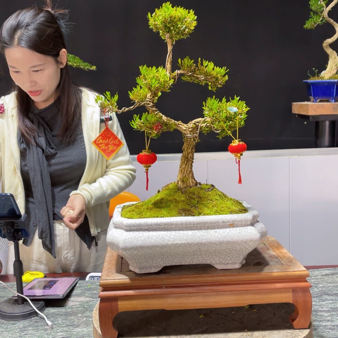 四季常青老桩黄杨盆景