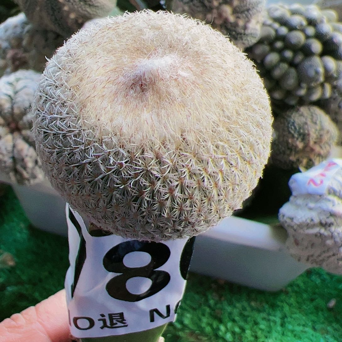 苗接小人帽仙人球780