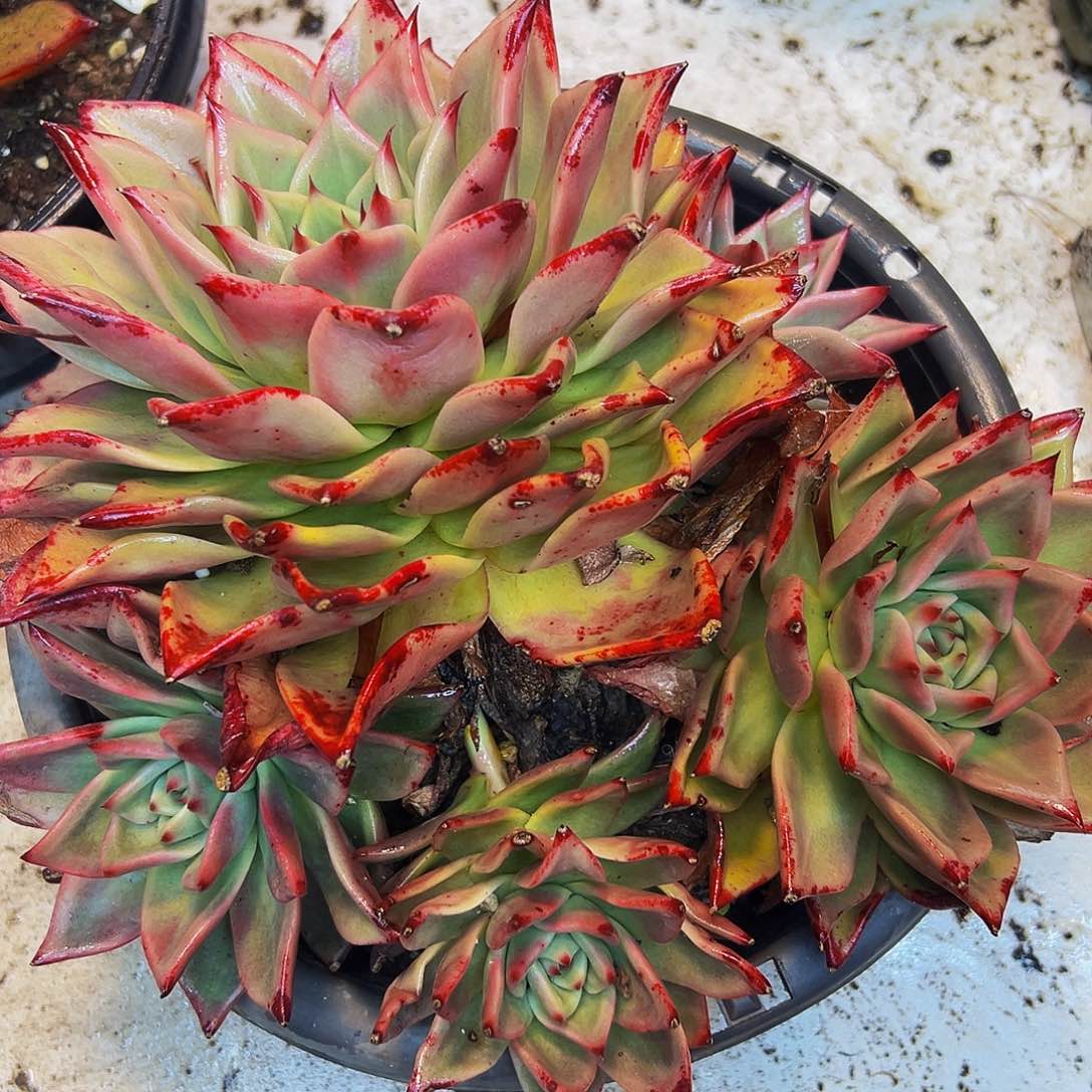 红颜密语一物一拍脱土包邮
