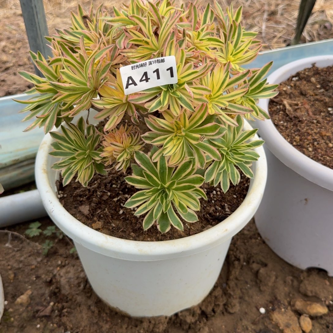 新***6411夕颜。多肉植物