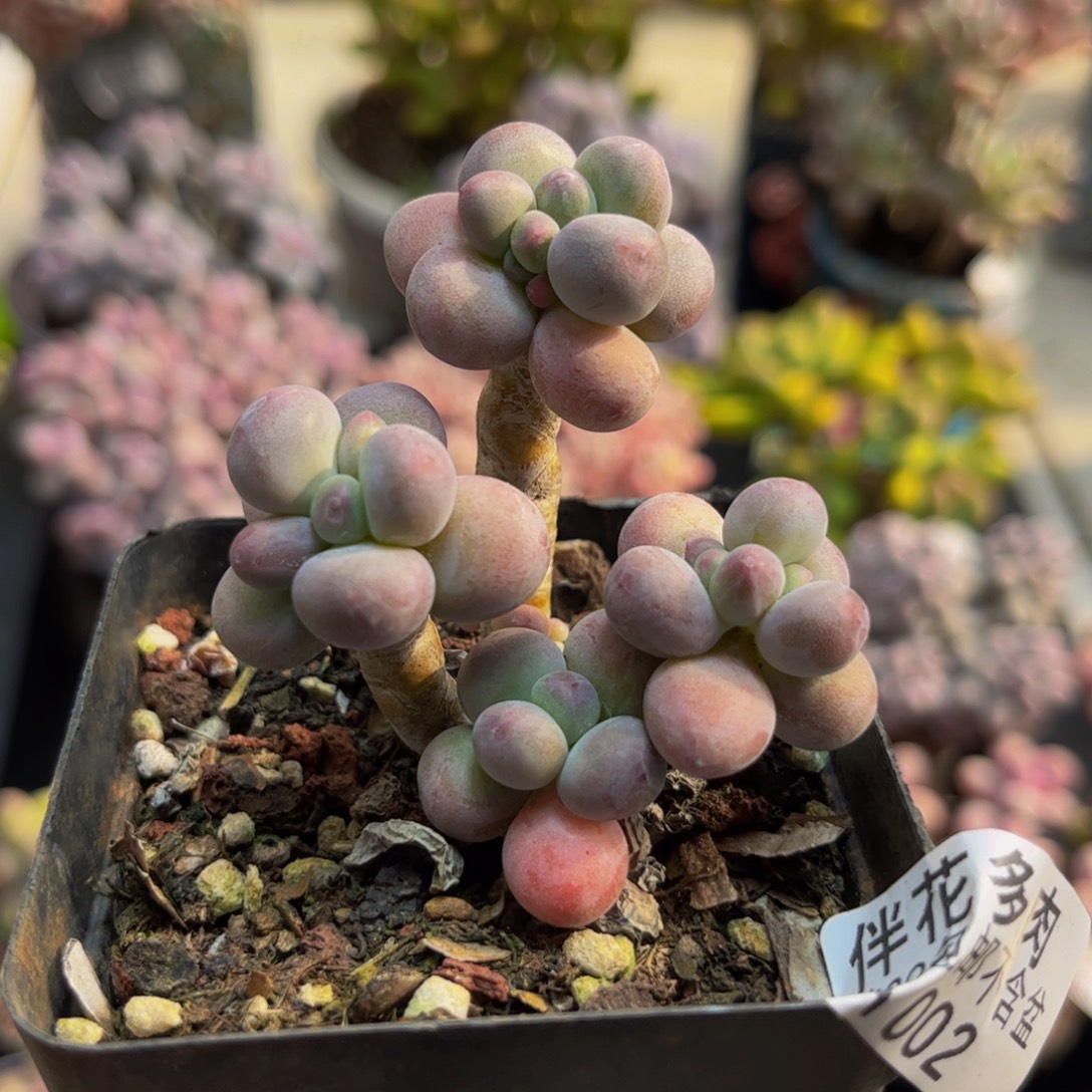 002苹果奶5cm多肉植物