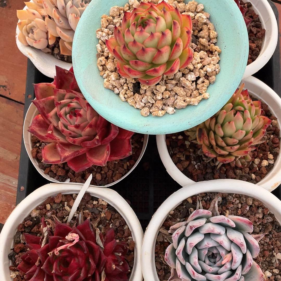 多肉植物一物一拍