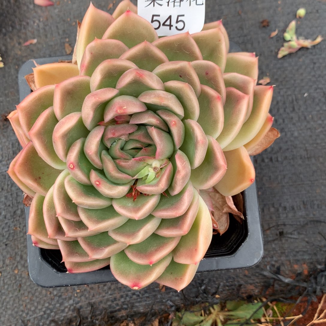静*精品多肉植物545