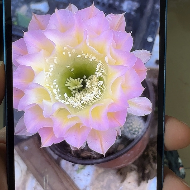 仙人球彩草歪g4153