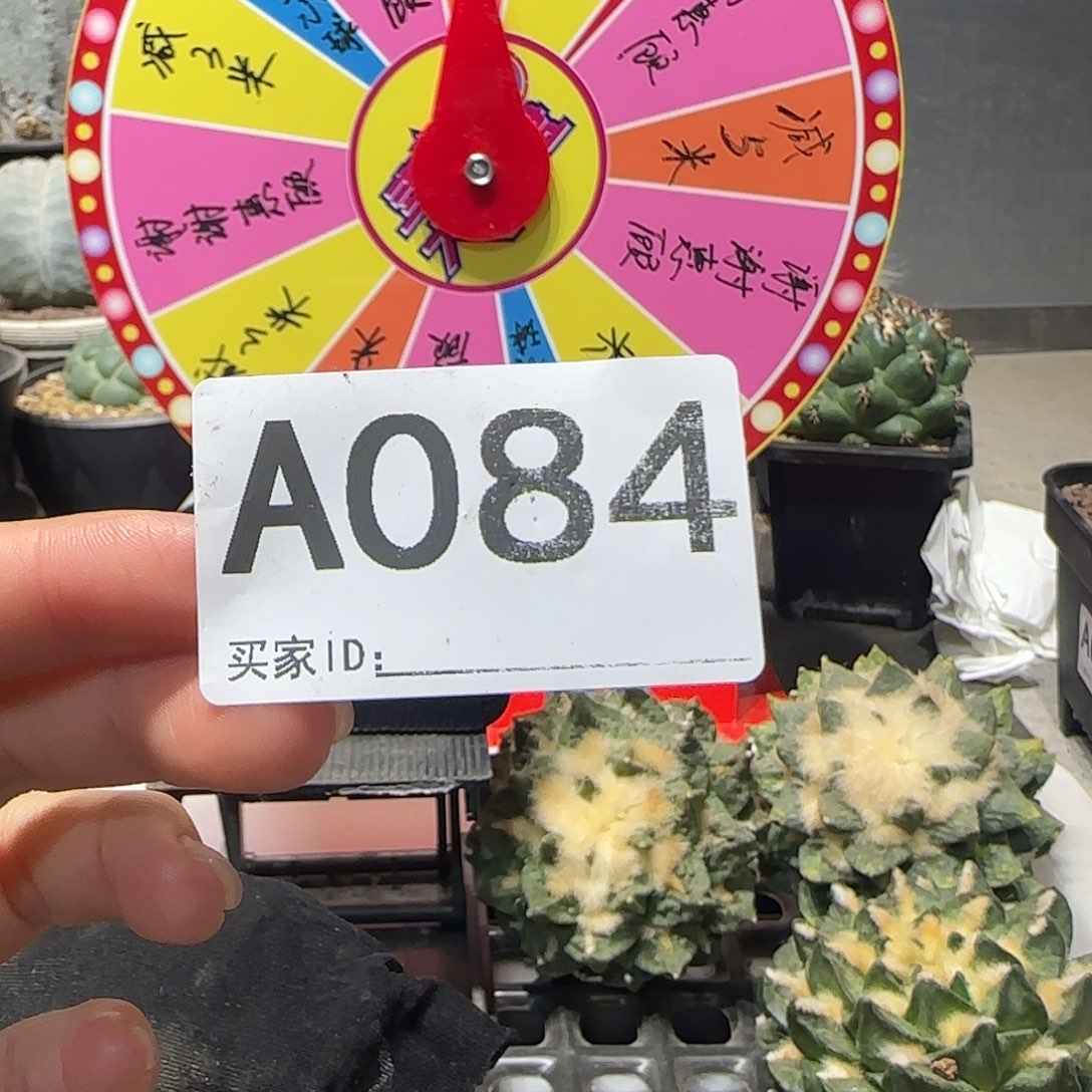 月***、实生仙人球特价一颗