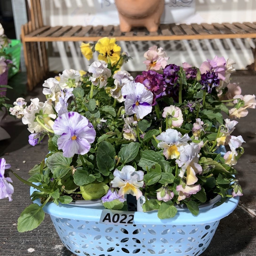 【闪购商品】022号