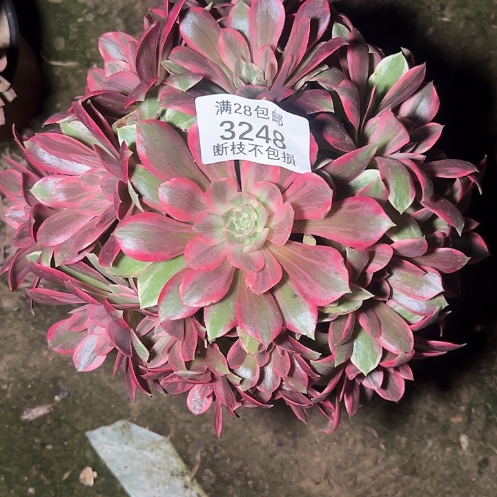 3248浣纱多肉植物