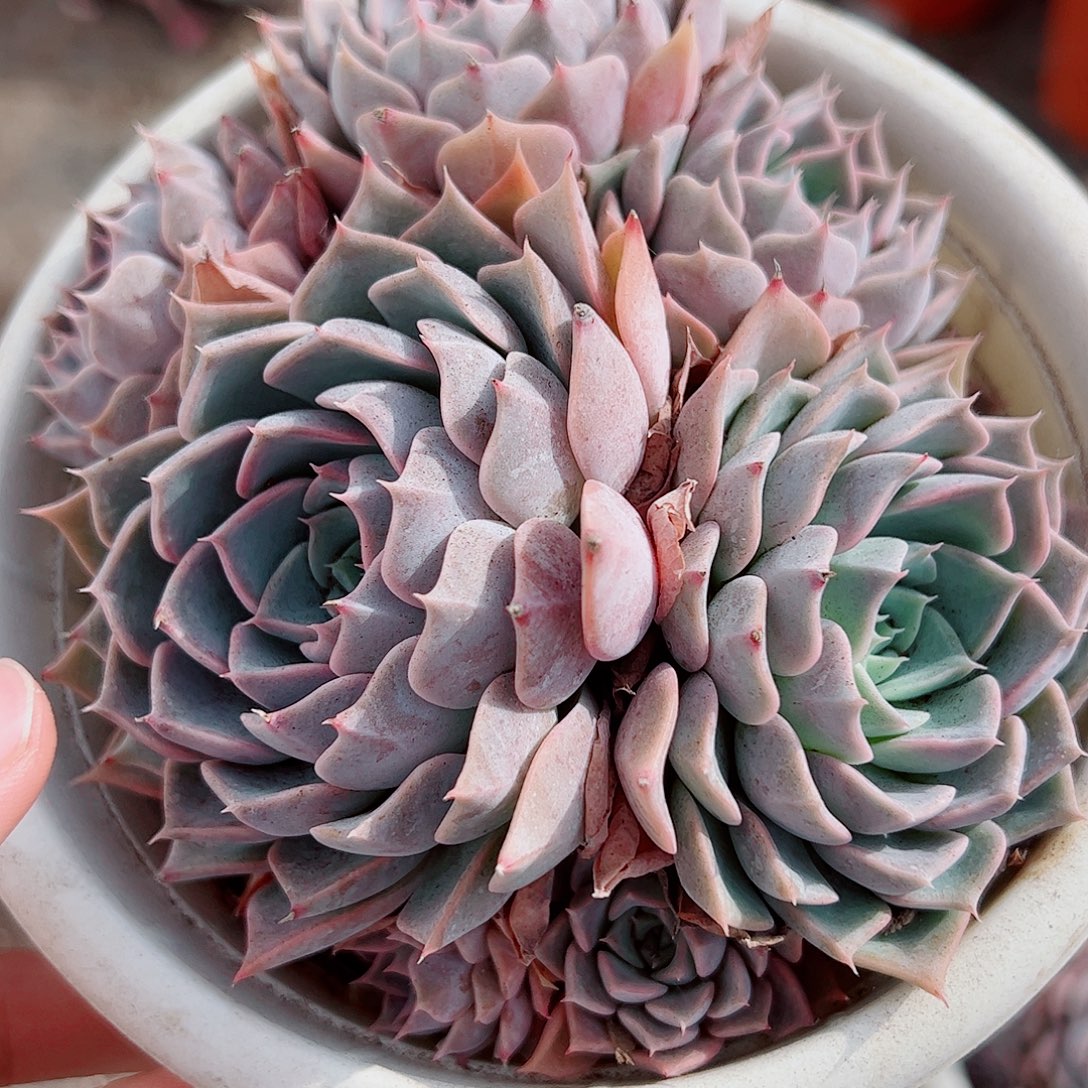 欧版海琳娜多头造型精品