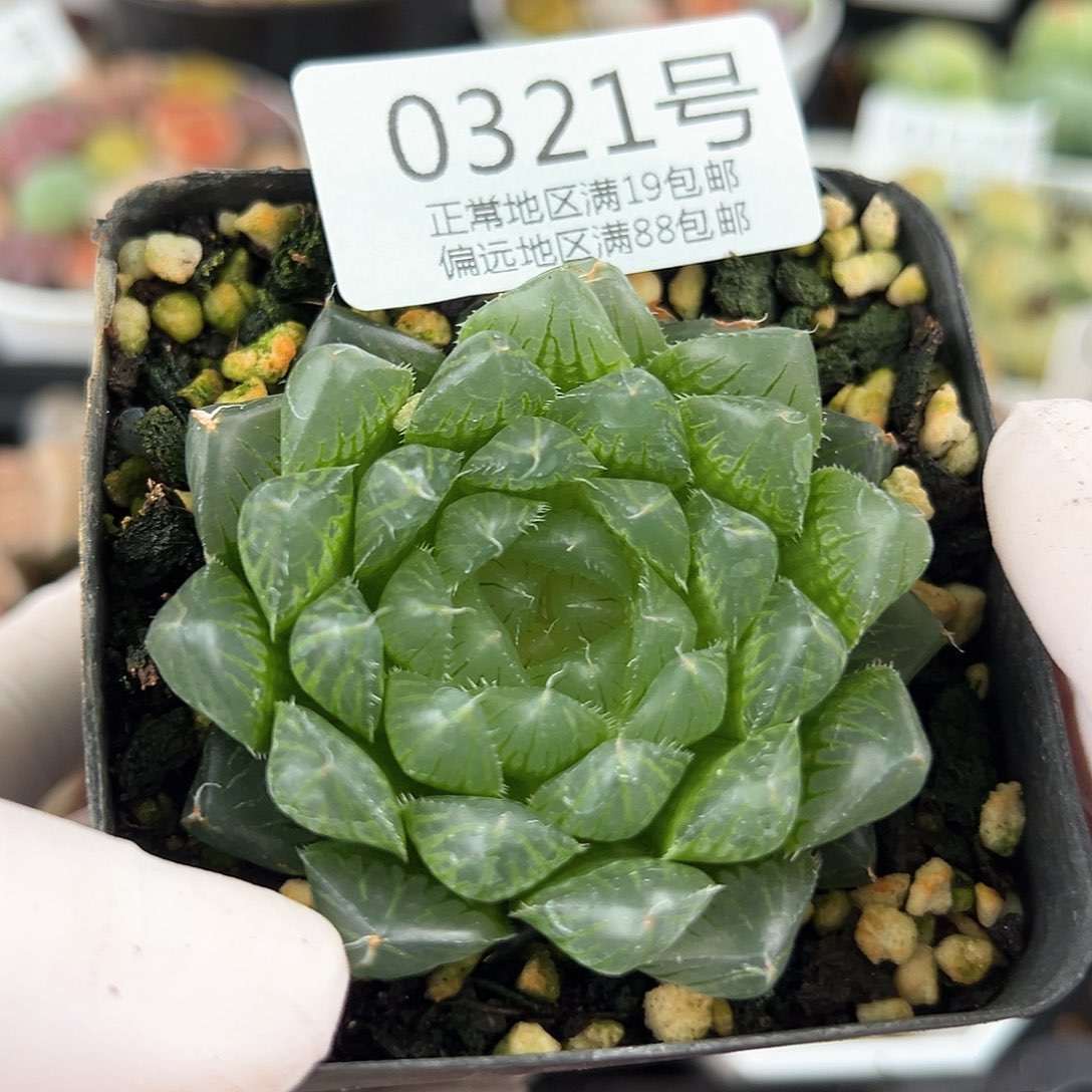 好养易活生石花大母本0321