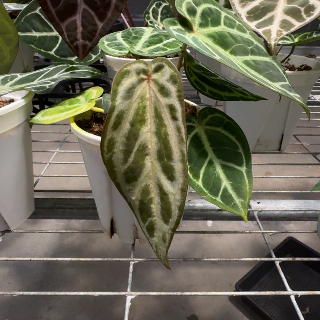 不开花植物粉柠檬红水晶杂