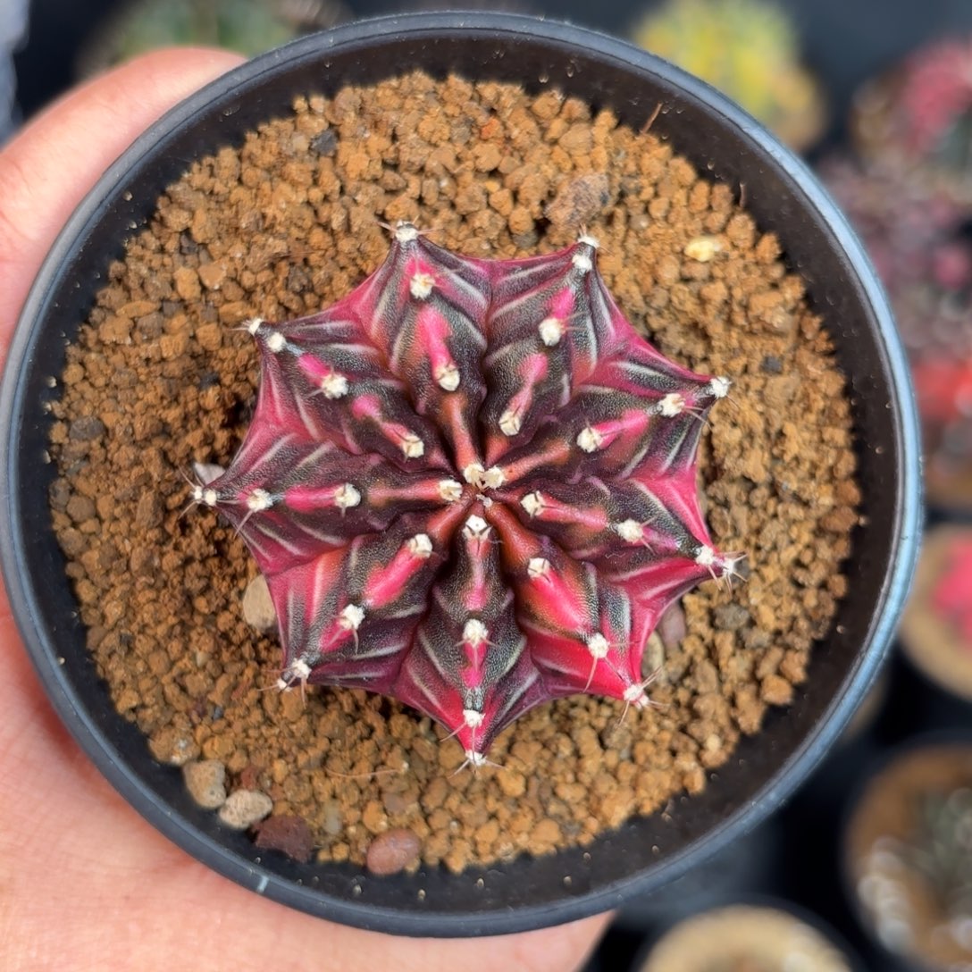 泰系米哈仙人球red love99