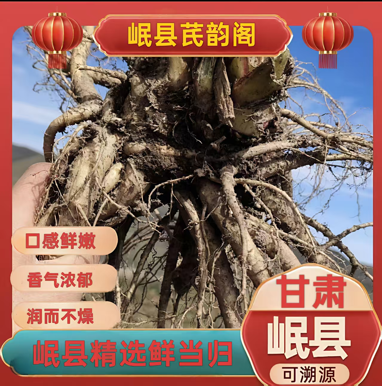 甘肃岷县农家现挖新鲜当归药食同源煲汤炖汤滋补品