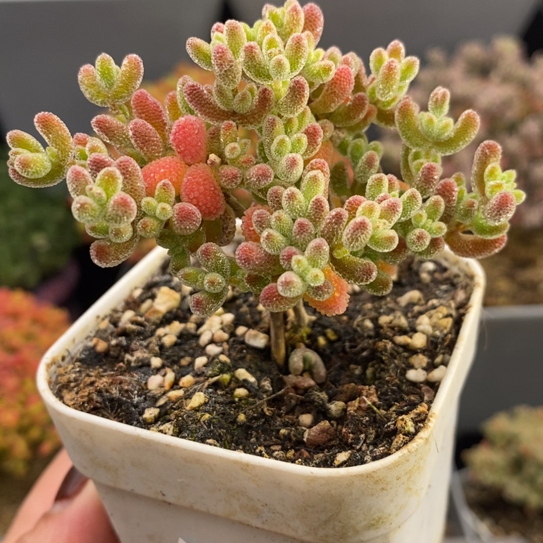 完全开放15号冰晶枝干（6.5cm）福利