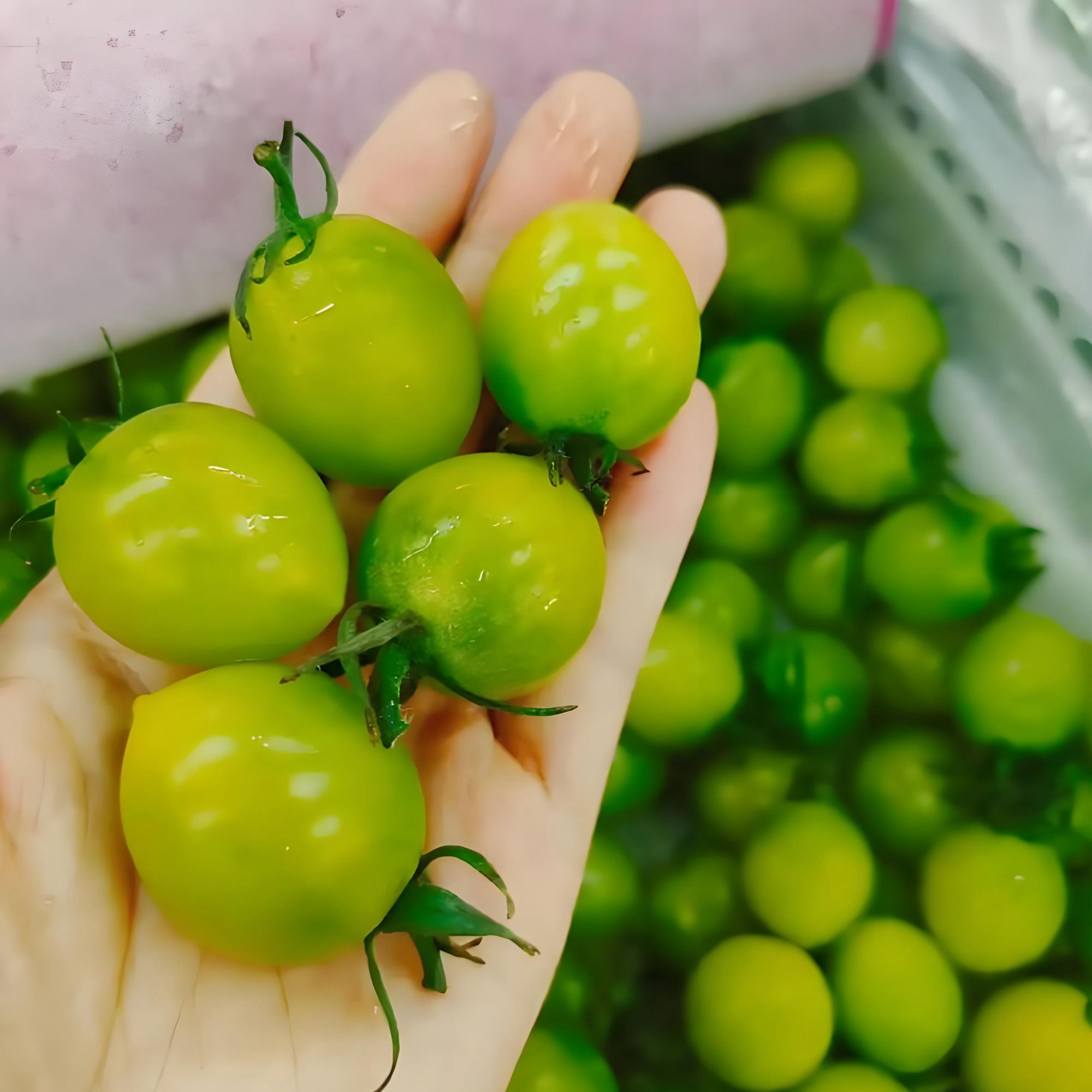 精选青甜千禧圣女果千禧圣女果山东省