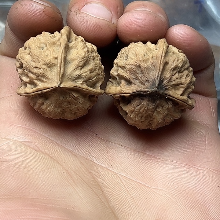 核桃21号揣兜三楞31尺