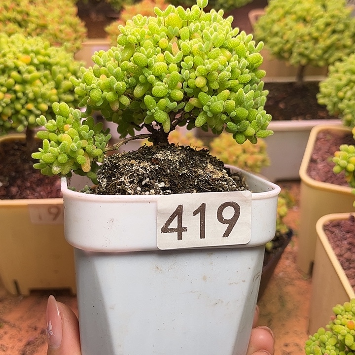 无花朵419蜜桔糖球