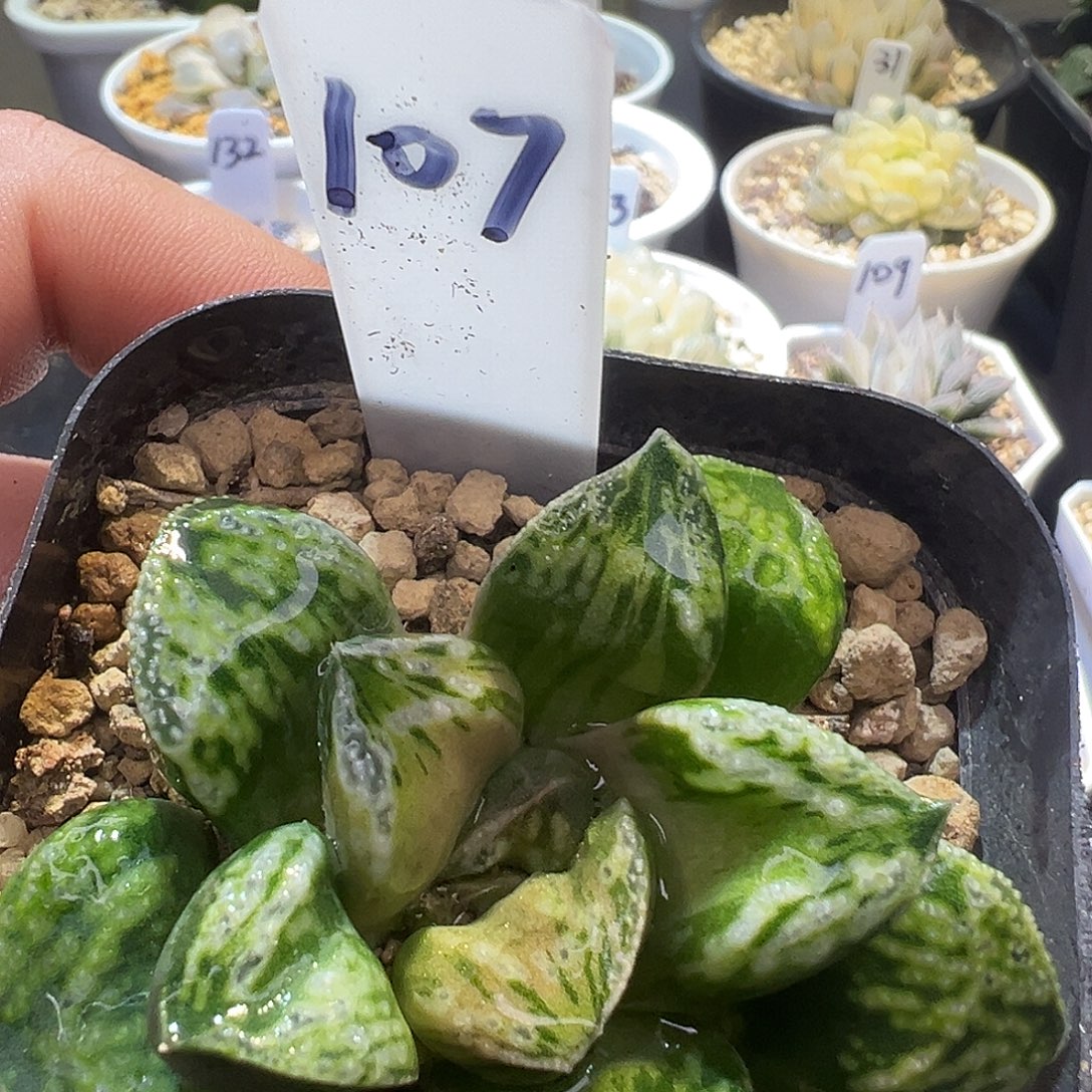 107号铜雀台锦特价福利