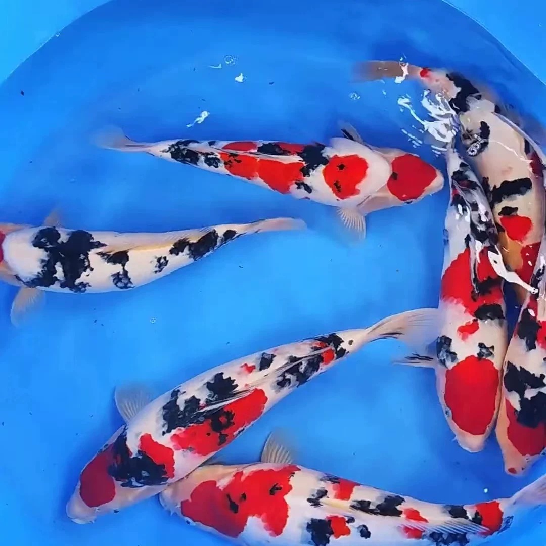 精选锦鲤观赏鱼红白昭和白写绯写直播下单（红牌101-150号）