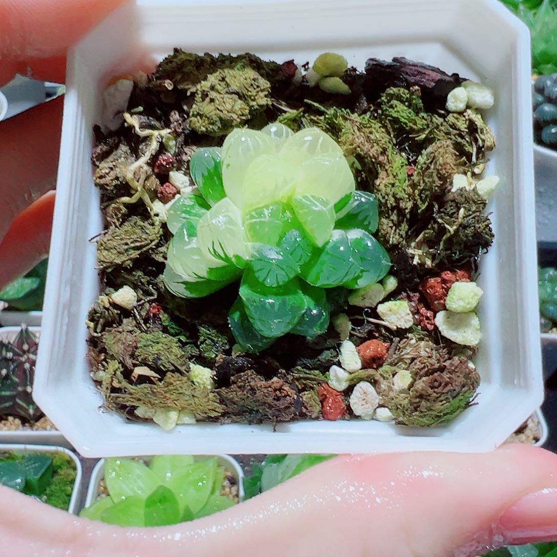 福利，玉露锦，15.8