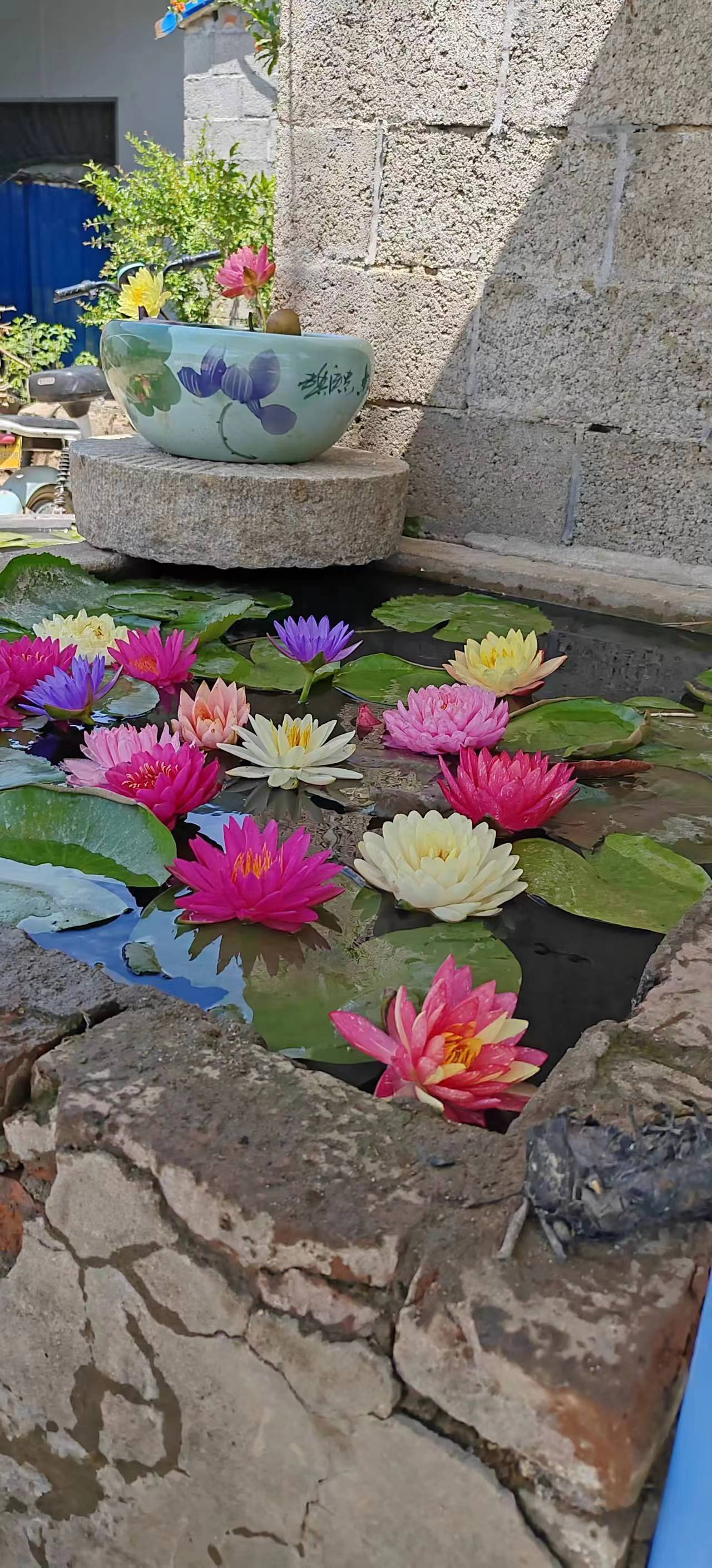 睡莲根块花盆水缸水桶池塘四季种植水培花卉