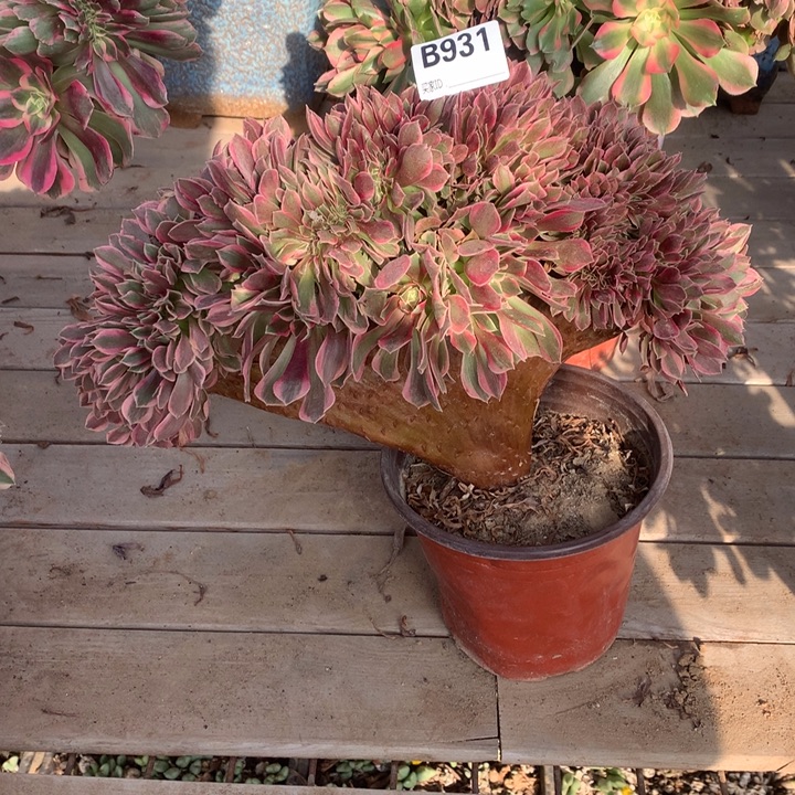 931女神缀多肉法师