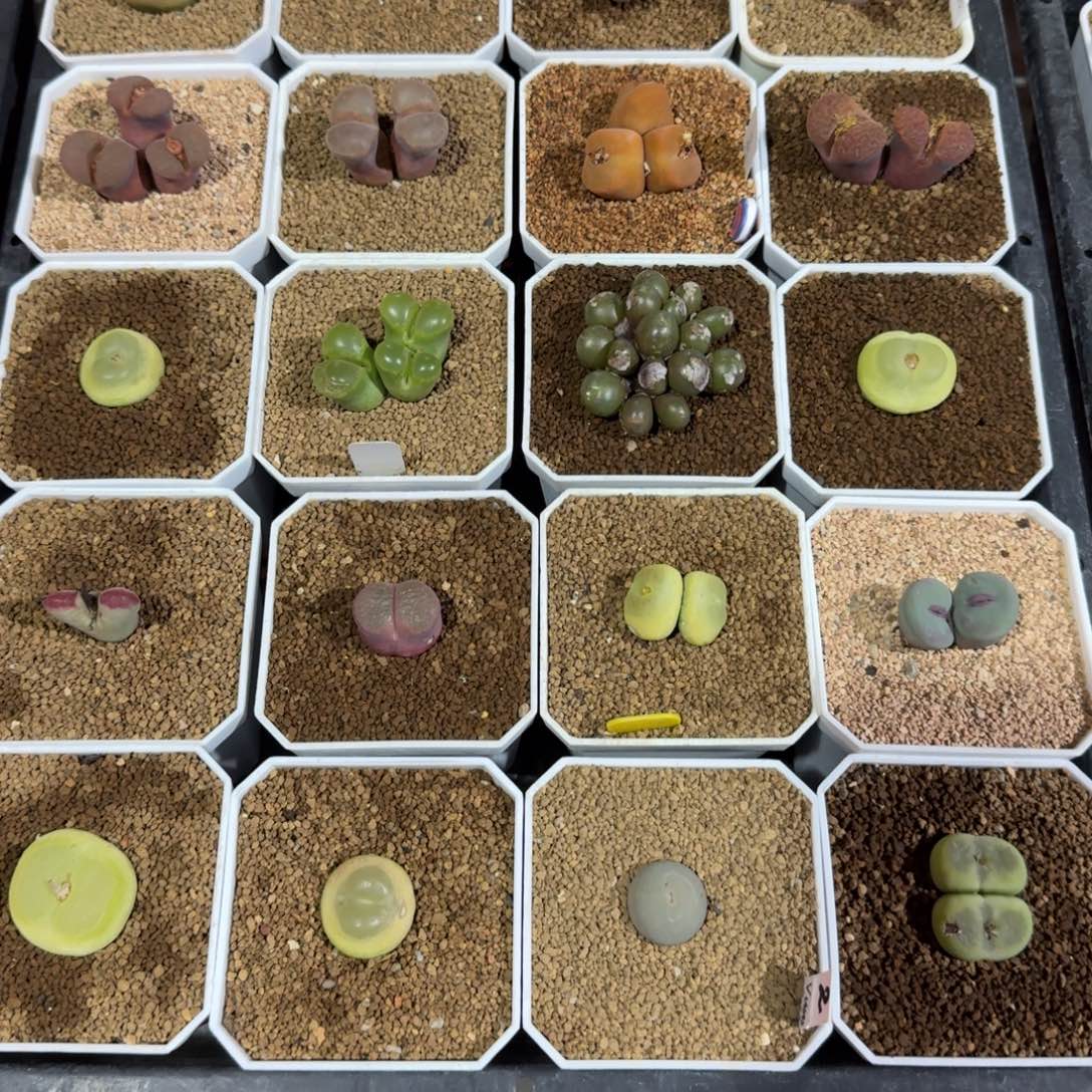 呜***呼多肉多肉多肉卓念念15元