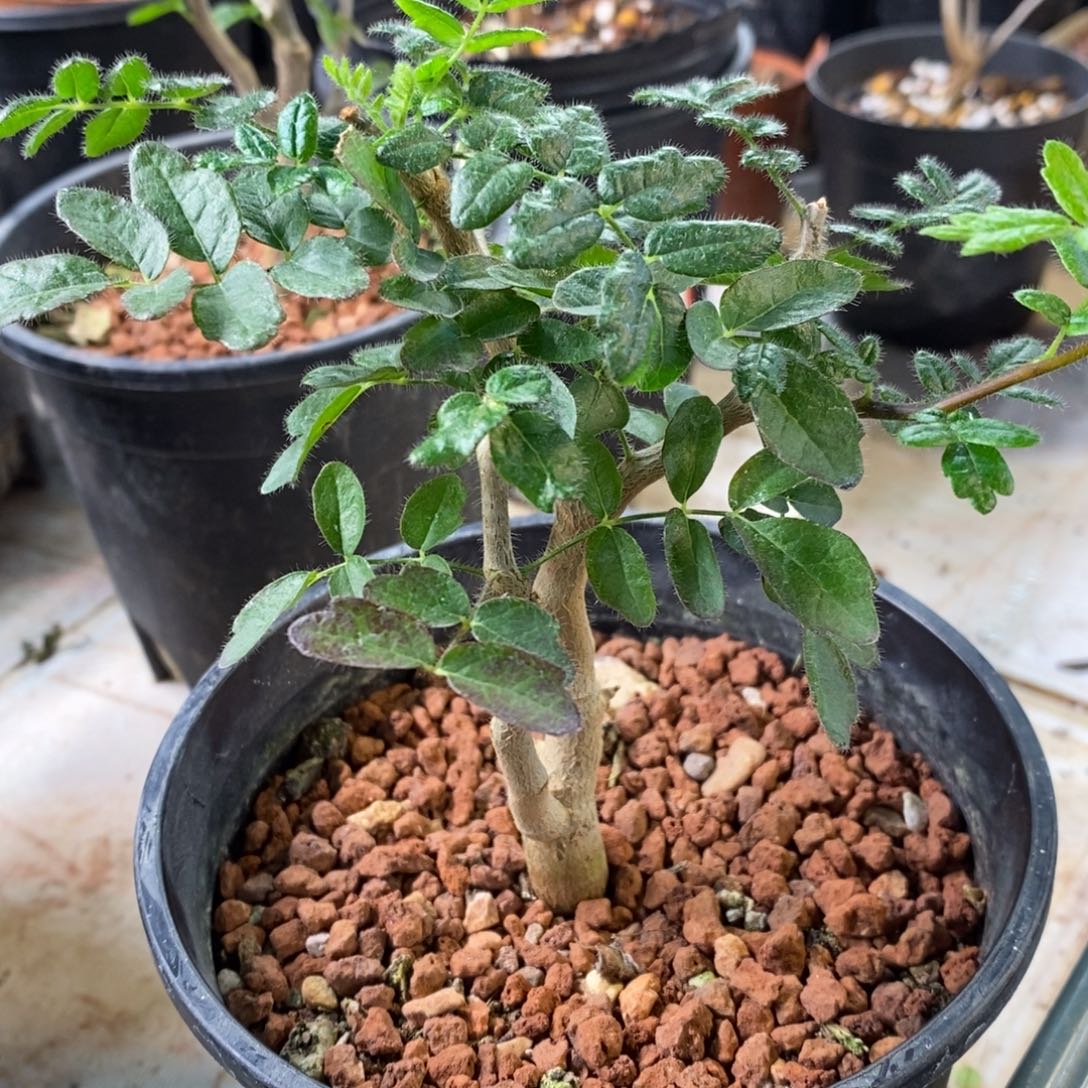 滔天橄榄实生带盆