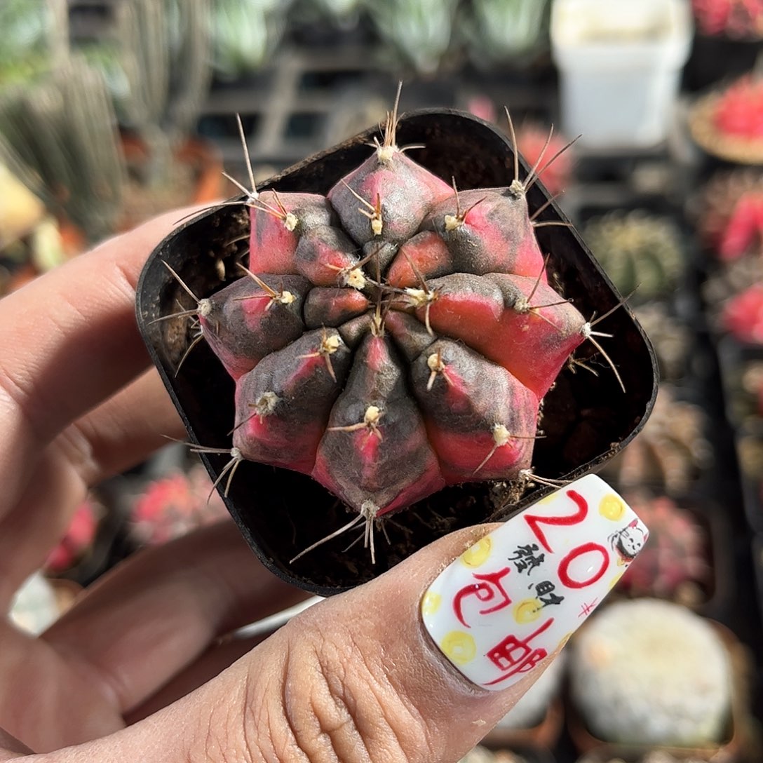 单头光辉单头发货有根