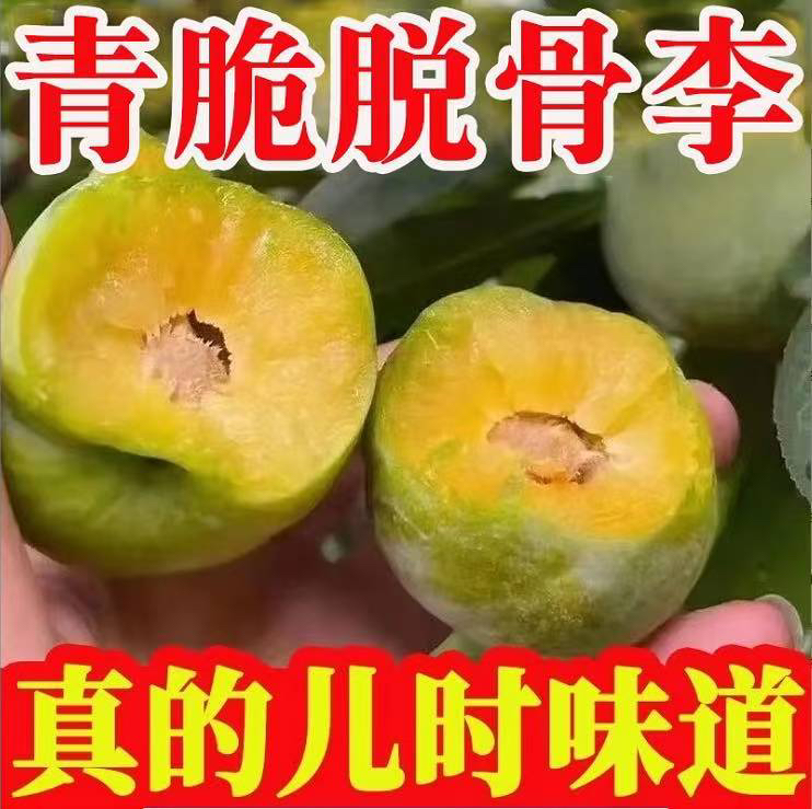 四川正宗青脆李脱骨李新鲜水果现摘现发脆甜多汁