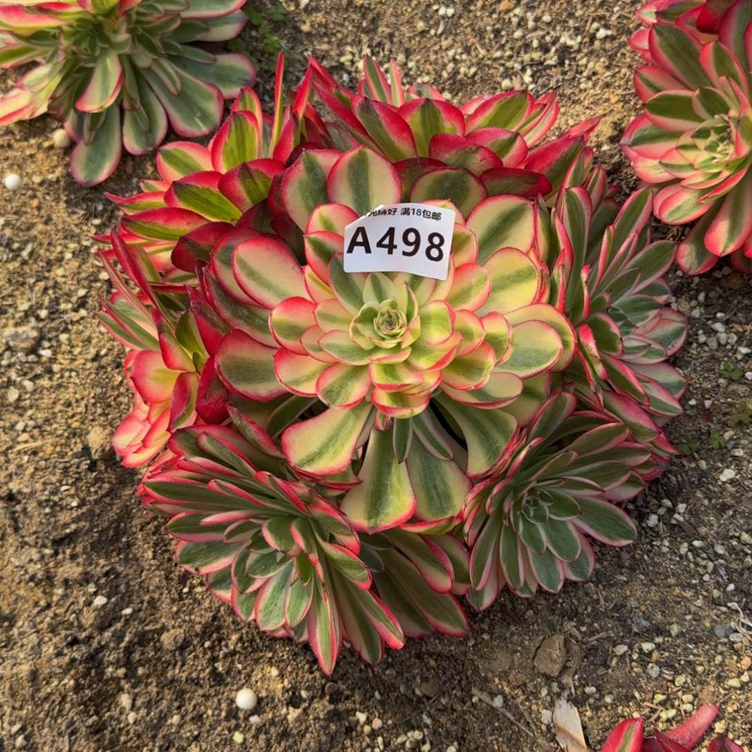 498荔枝多肉植物